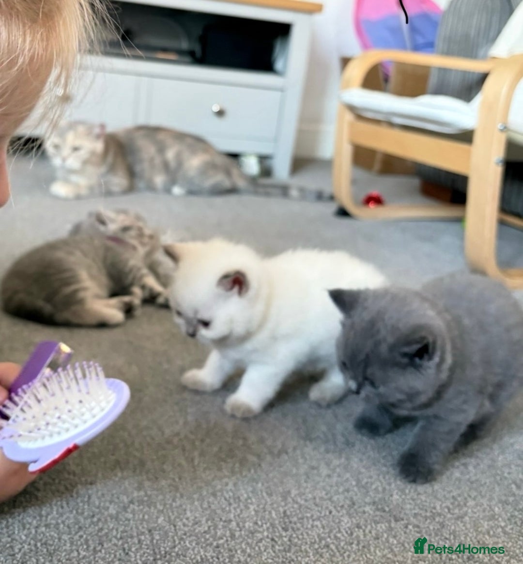 British Shorthair cats for sale: Champion British short hair chunky kittens*unique* - Image 6