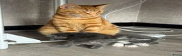 British Shorthair cats for sale: ✨Beautiful Kittens Ready for Their New Homes ✨ in Heckmondwike - Advert 4