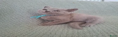 Kitten 6
