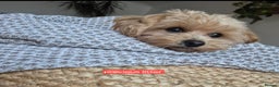 Maltipoo dogs for sale: Beautiful Toy Maltipoo Puppies   - Advert 20