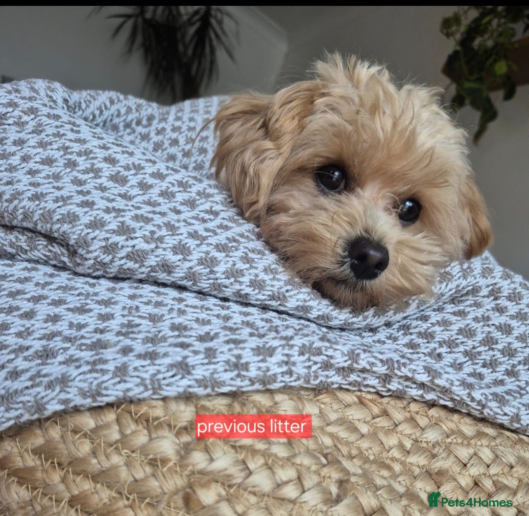 Maltipoo dogs for sale: Beautiful Toy Maltipoo Puppies   - Advert 20
