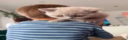 British Shorthair cats for sale: Luxury British Shorthair Kittens–Beautiful Lilac🤍 - Advert 19