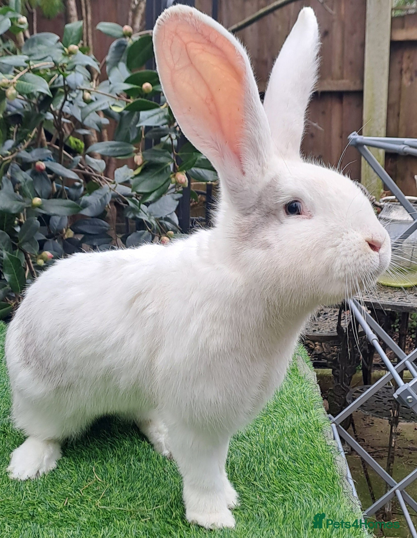 Continental Giant rabbits Super Stars Stud Service - Beautiful Proven Boys  - Advert 7