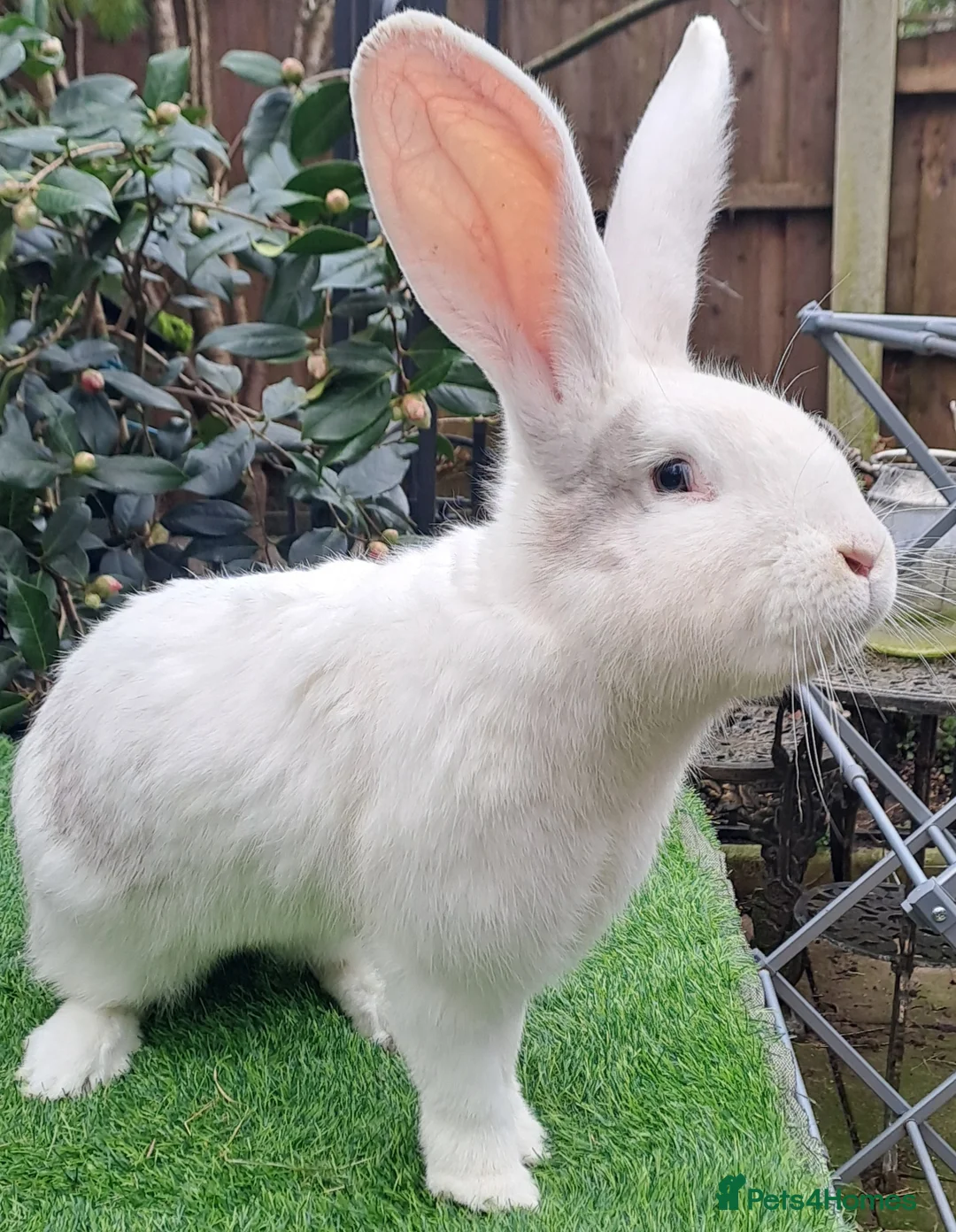 Continental Giant rabbits for sale: Super Stars Stud Service - Beautiful Proven Boys  - Advert 1