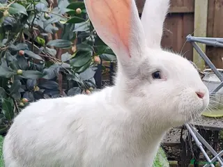 Continental Giant rabbits Super Stars Stud Service - Beautiful Proven Boys - Advert 7