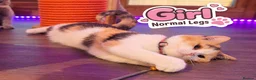 Scottish Fold cats for sale: Beautiful Scottish Fold,British & Munchkin Kittens - Advert 7