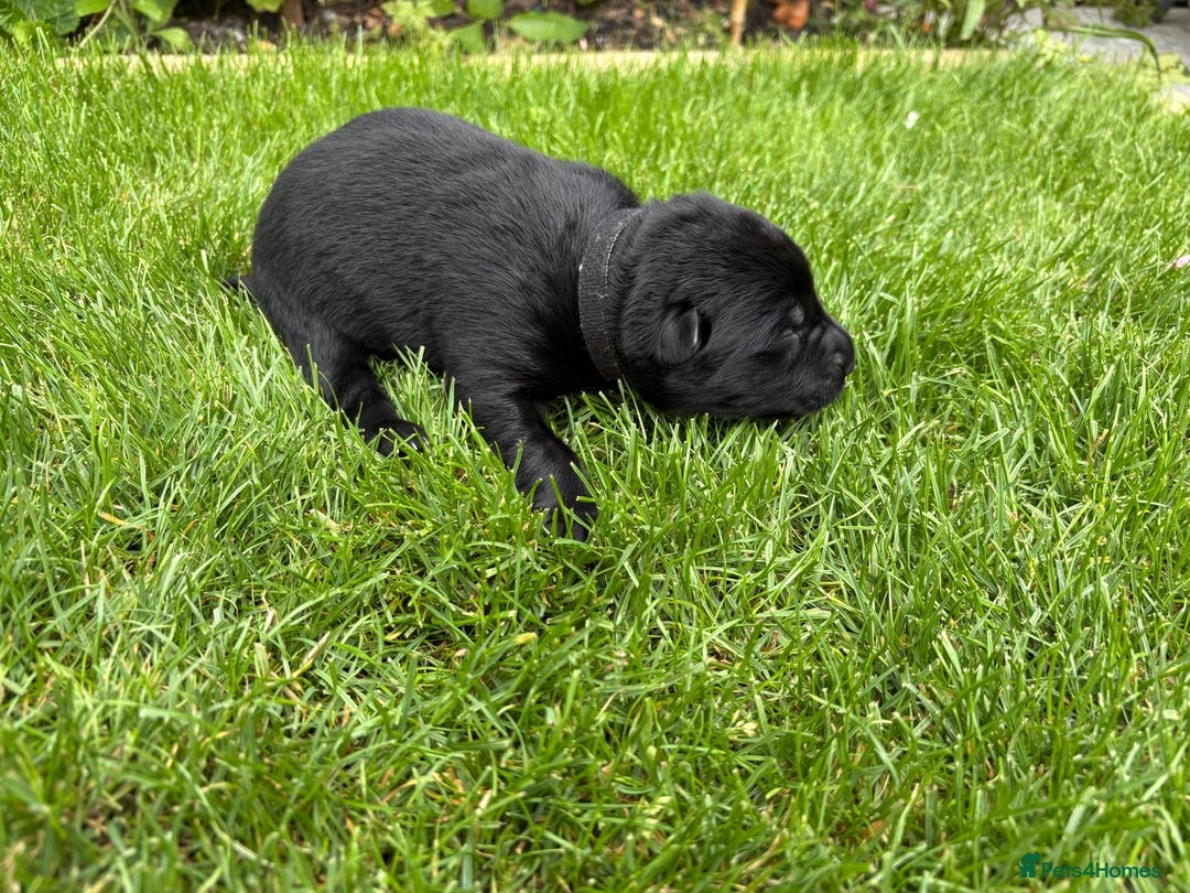 German Shepherd dogs for sale: KC Reg DDR GSD Puppy Rare Bloodline - Advert 7