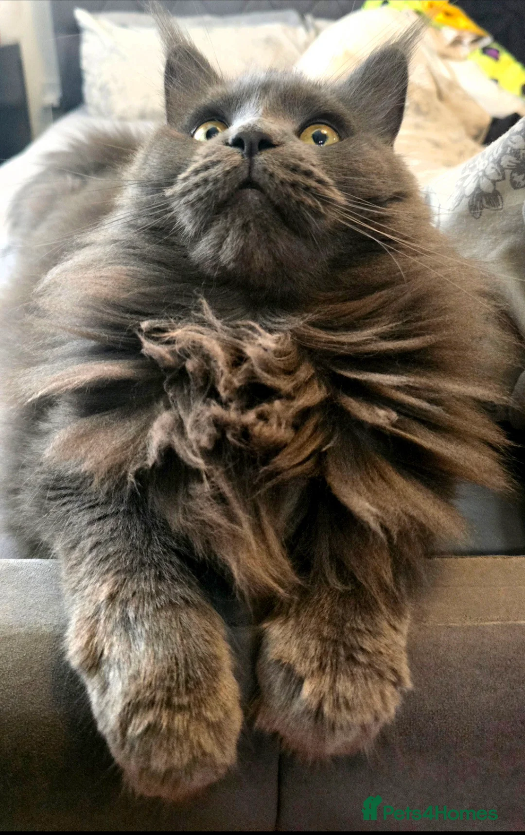 Maine Coon cats for sale: Blue female Maine coon - Advert 1