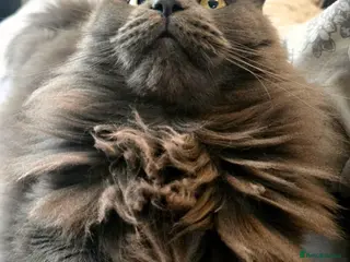 Maine Coon cats Blue female Maine coon - Advert 3