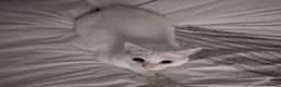 Mixed Breed cats for sale: White Male Moggie Cat Looking for a Forever Home - Advert 3