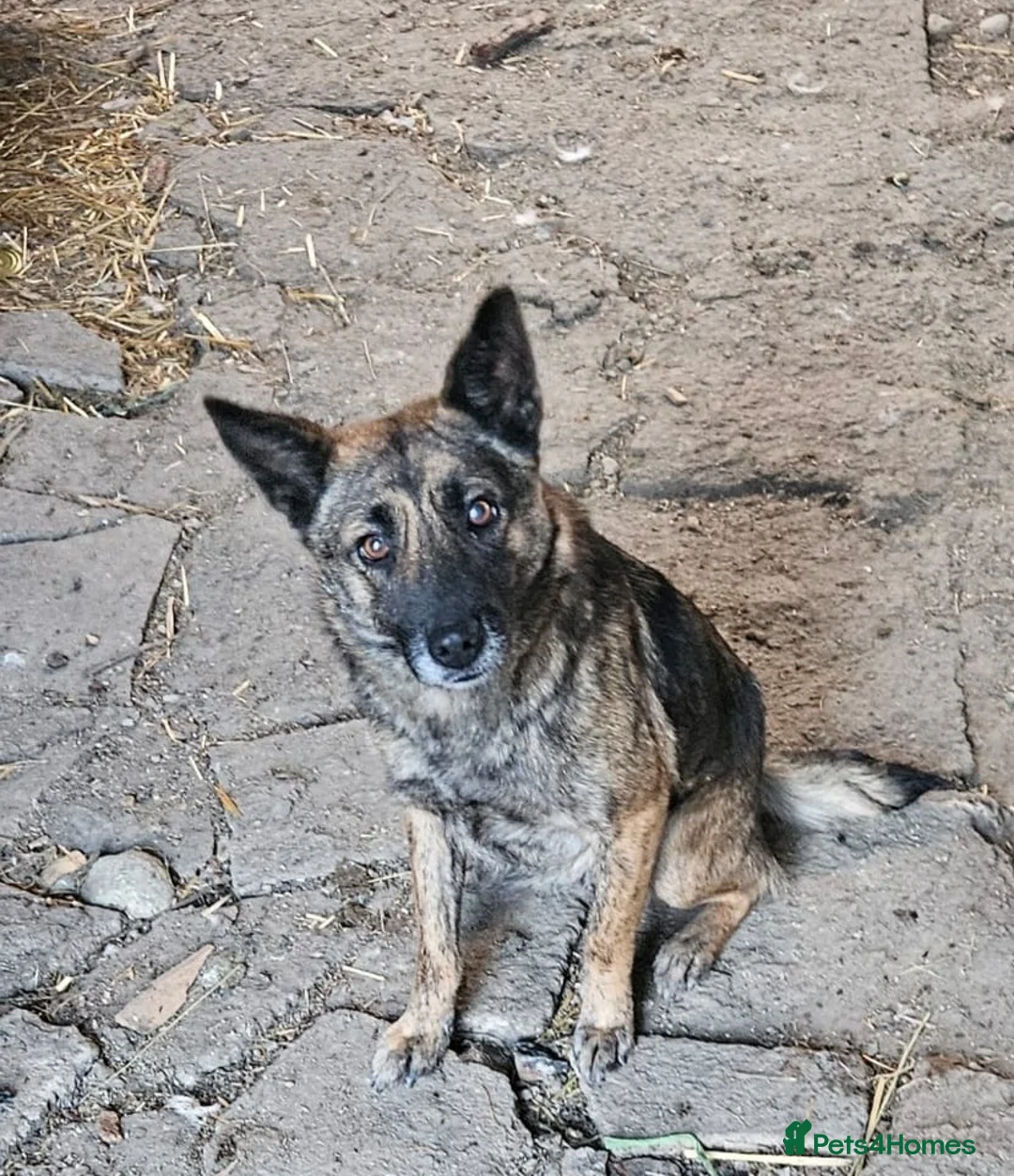 Mixed Breed dogs for adoption: 🌸 🐾 LIANA – a Lovely Girl for a Loving Home 🐾🌸 - Advert 1