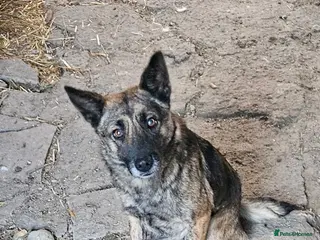 Mixed Breed dogs 🌸 🐾 LIANA – a Lovely Girl for a Loving Home 🐾🌸 - Advert 1