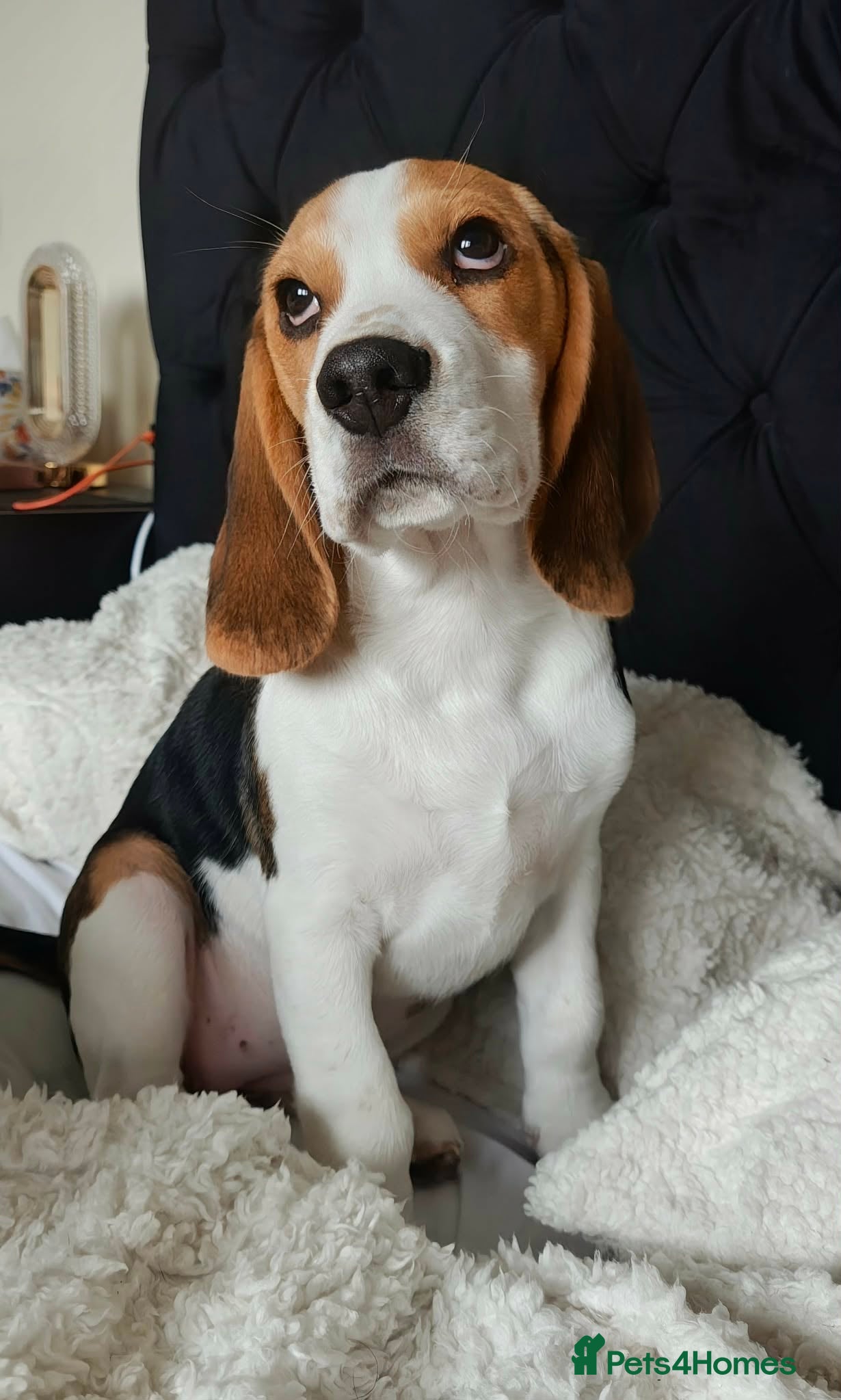 Beagle dogs 11 Beagle puppies - Advert 18