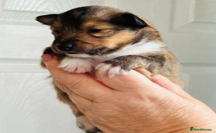 Shetland Sheepdog dogs - Advert 1