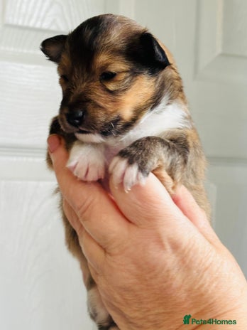 Shetland Sheepdog dogs - Advert 1