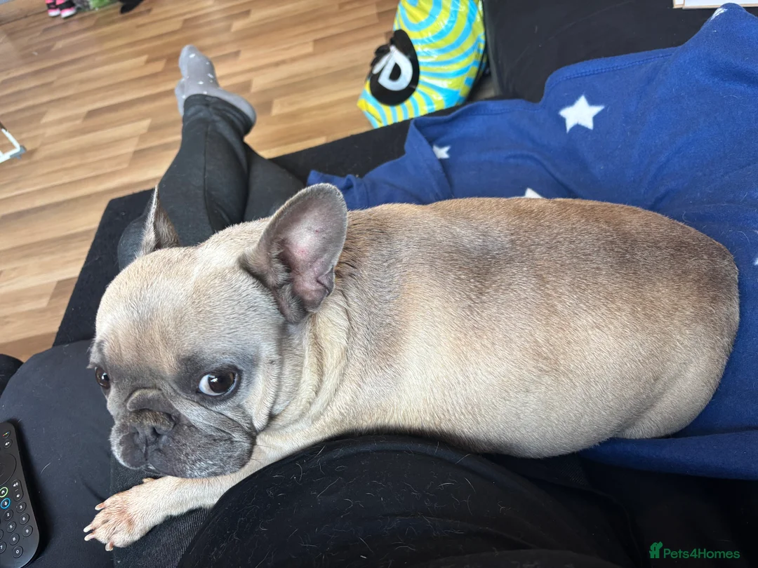 French Bulldog dogs for sale: 4 year female French bull dog  - Advert 2