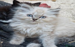 Ragdoll cats for sale: Ragdoll kittens - Image 5