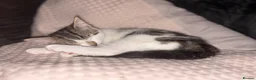 British Longhair cats for sale: British longhair kittens - Advert 3