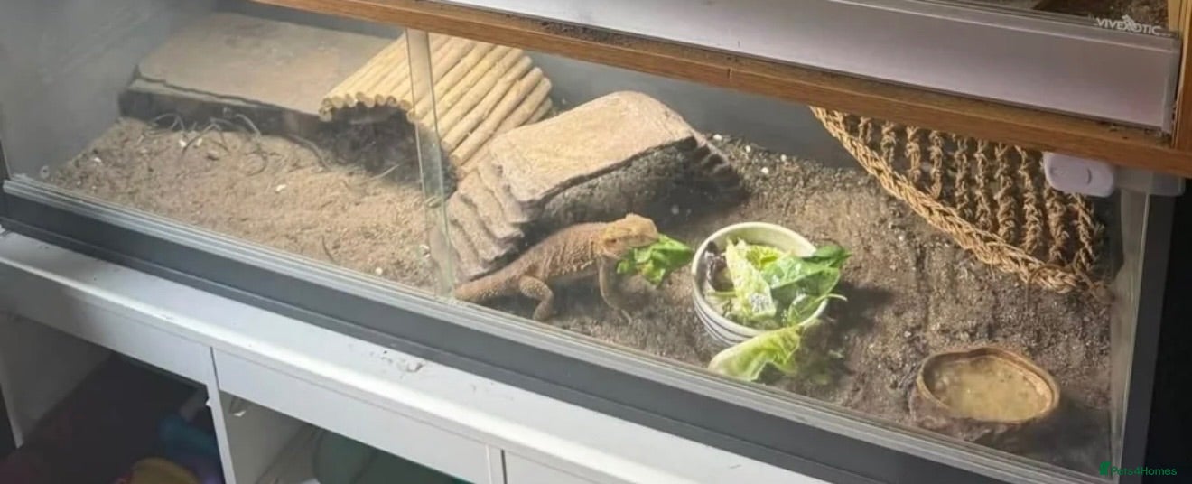 Bearded Dragon reptiles Lenard the bearded dragons  - Advert 1