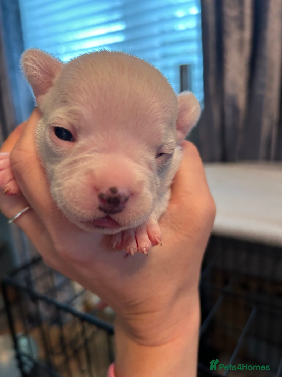 Mixed Breed dogs for sale: French bulldog x American bulldog  - Image 6