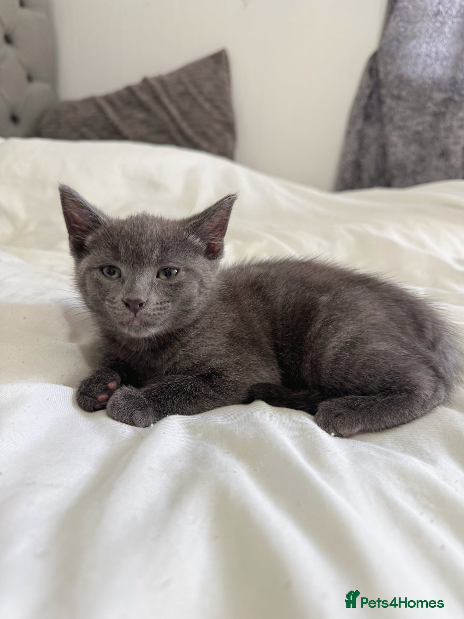 Russian Blue cats Russian blue female  - Advert 1