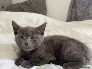 Russian Blue cats Russian blue female - Advert 1