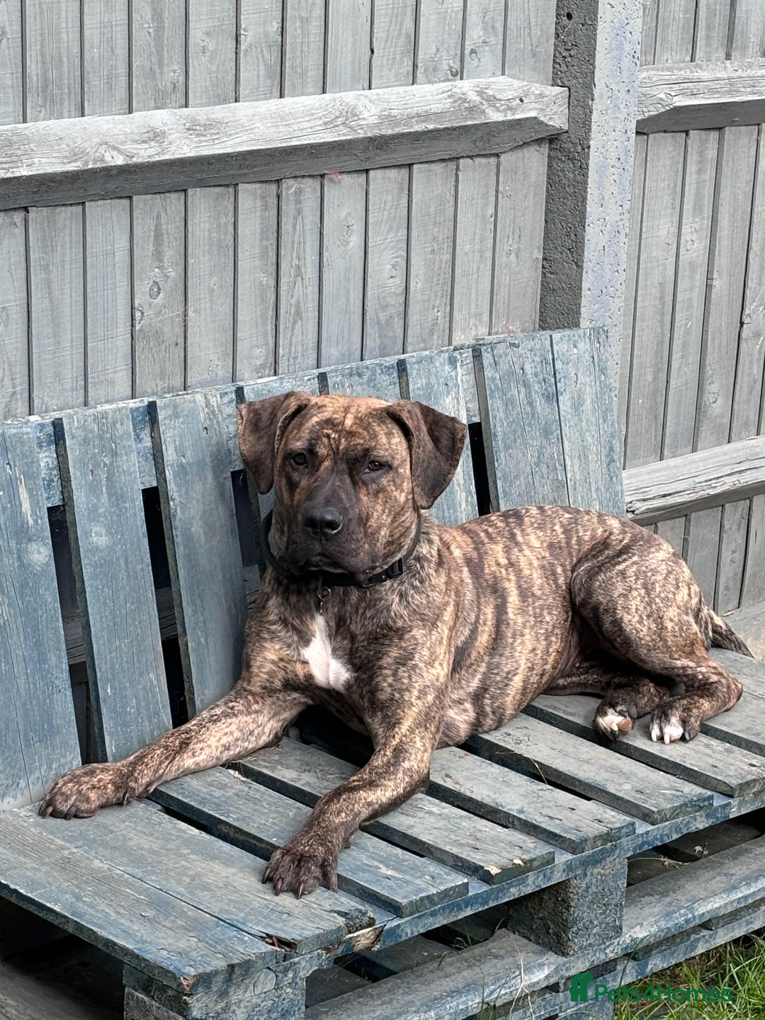 Presa Canario dogs for sale: Press Canario to rehome - Image 2