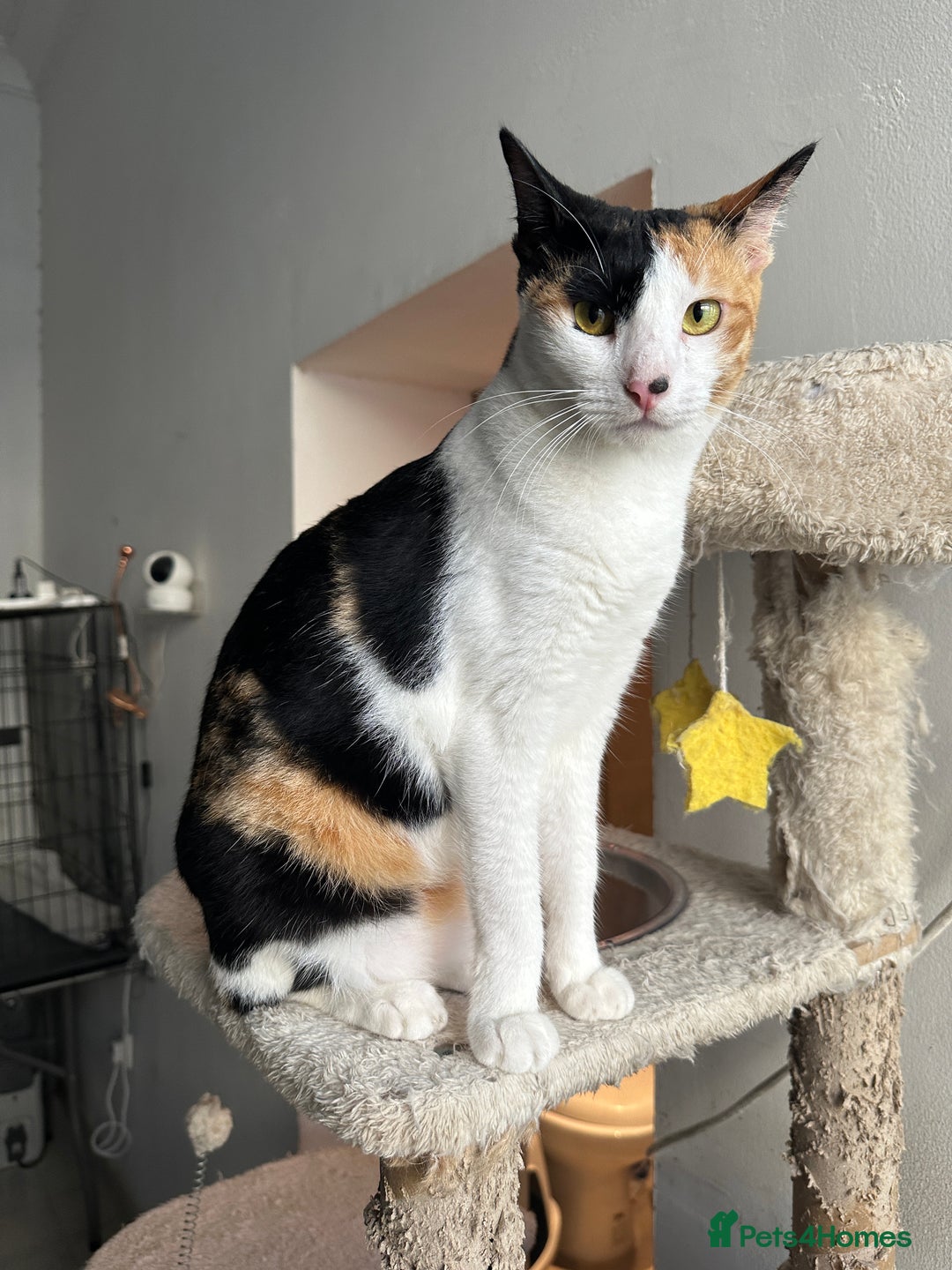 Arabian Mau cats for adoption: Female Rescue Cat for Adoption - Image 5
