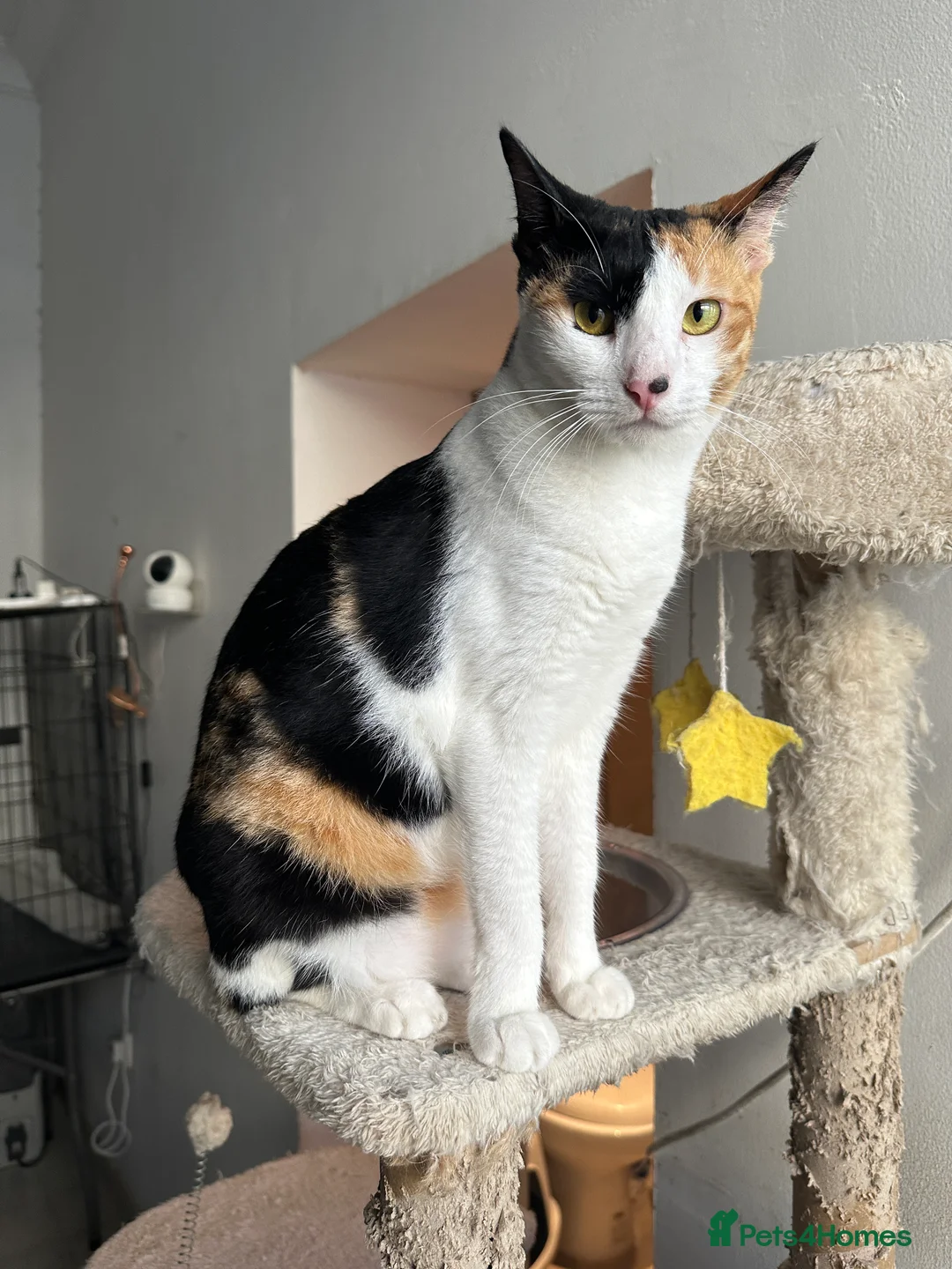 Arabian Mau cats for adoption: Female Rescue Cat for Adoption - Advert 8