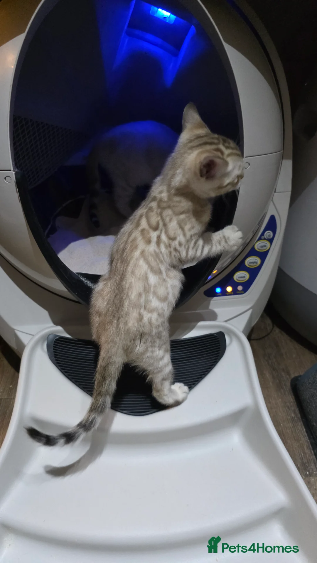 Bengal cats for sale: Beautiful 🐾 5 BENGALPARADISE 🐾 Kittens - Advert 14