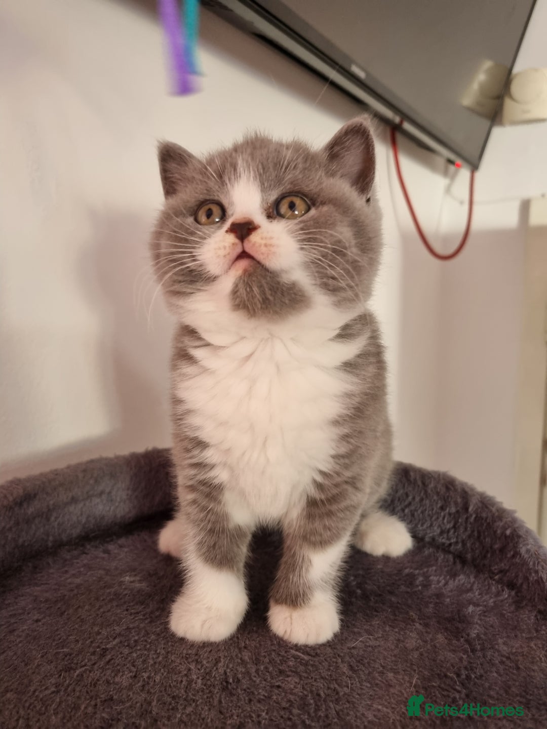British Shorthair cats for sale: 4 Sweet PEDIGREE kittens - Image 23