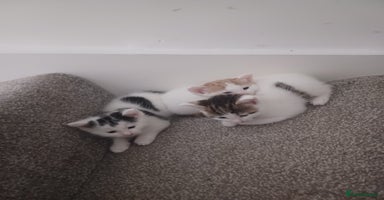 British Shorthair cats - Advert 11