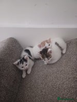 British Shorthair cats - Advert 4