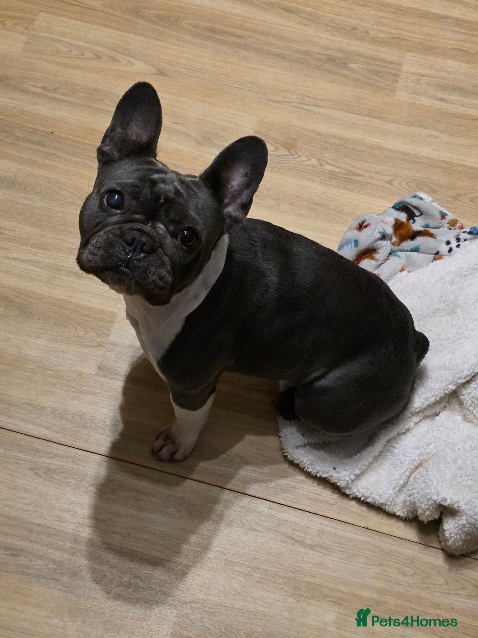 French Bulldog dogs French bulldog female  - Advert 1