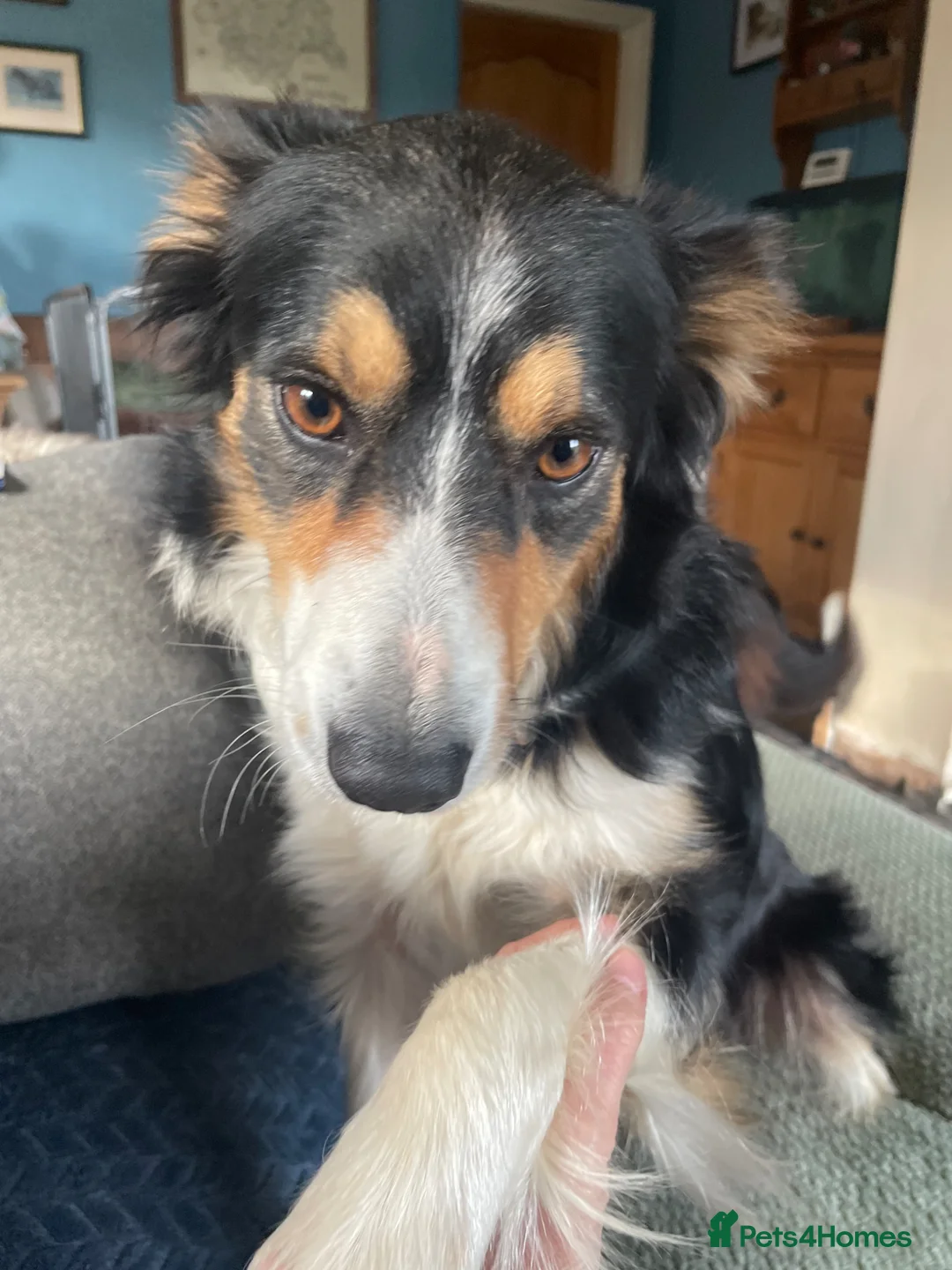 Border Collie dogs for sale: Bordercollie banies - Advert 15