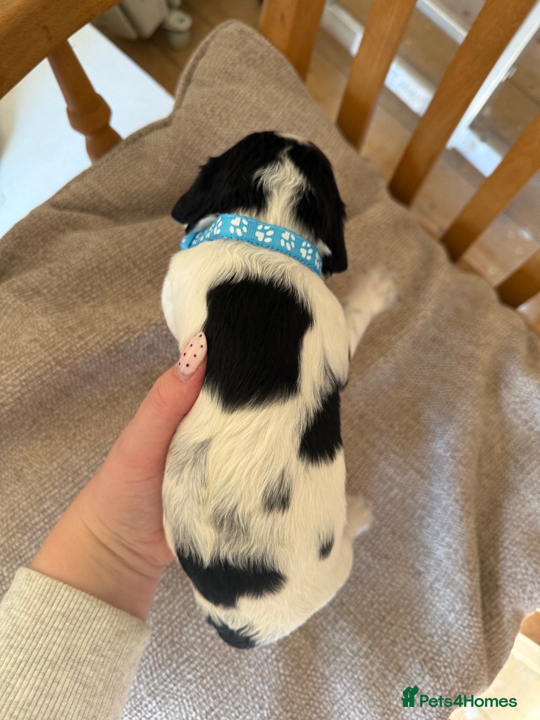 Cocker Spaniel dogs for sale: Working Cocker Spaniel Puppies  - Image 20