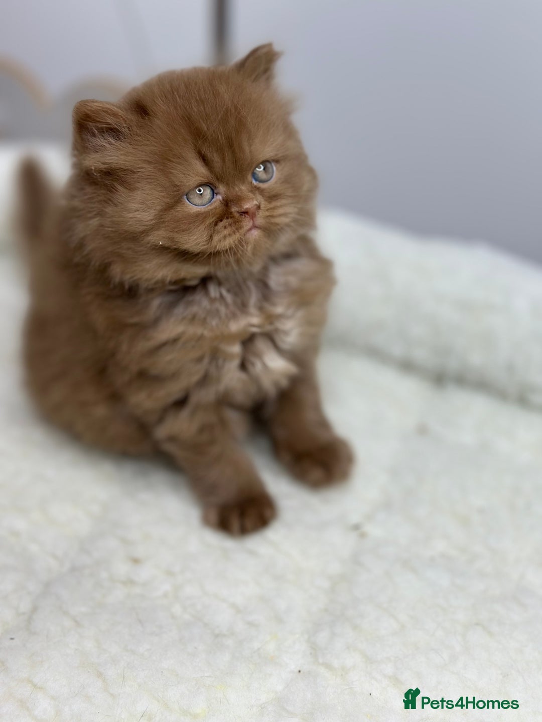 British Shorthair cats for sale: TICA, Exceptional line, BSH and BLH kittens🐾 - Advert 3