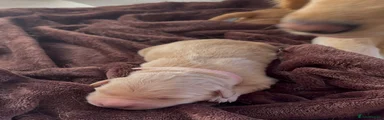 Golden Retriever Puppy 7