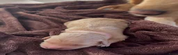 Golden Retriever dogs for sale: Beautiful Golden Retriever Puppies - Advert 7