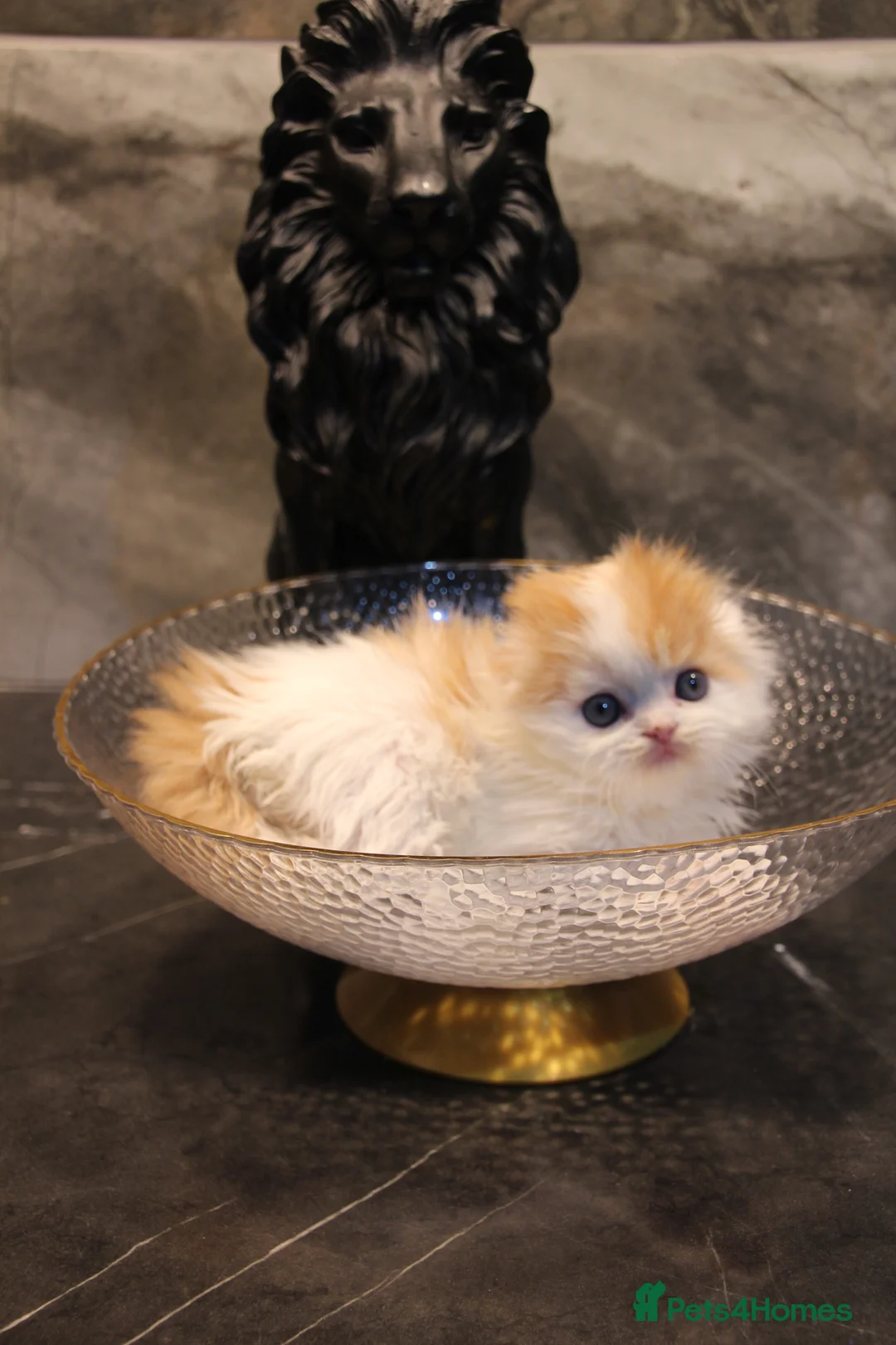 Scottish Fold cats for sale: All reserved awaiting collection - Advert 4