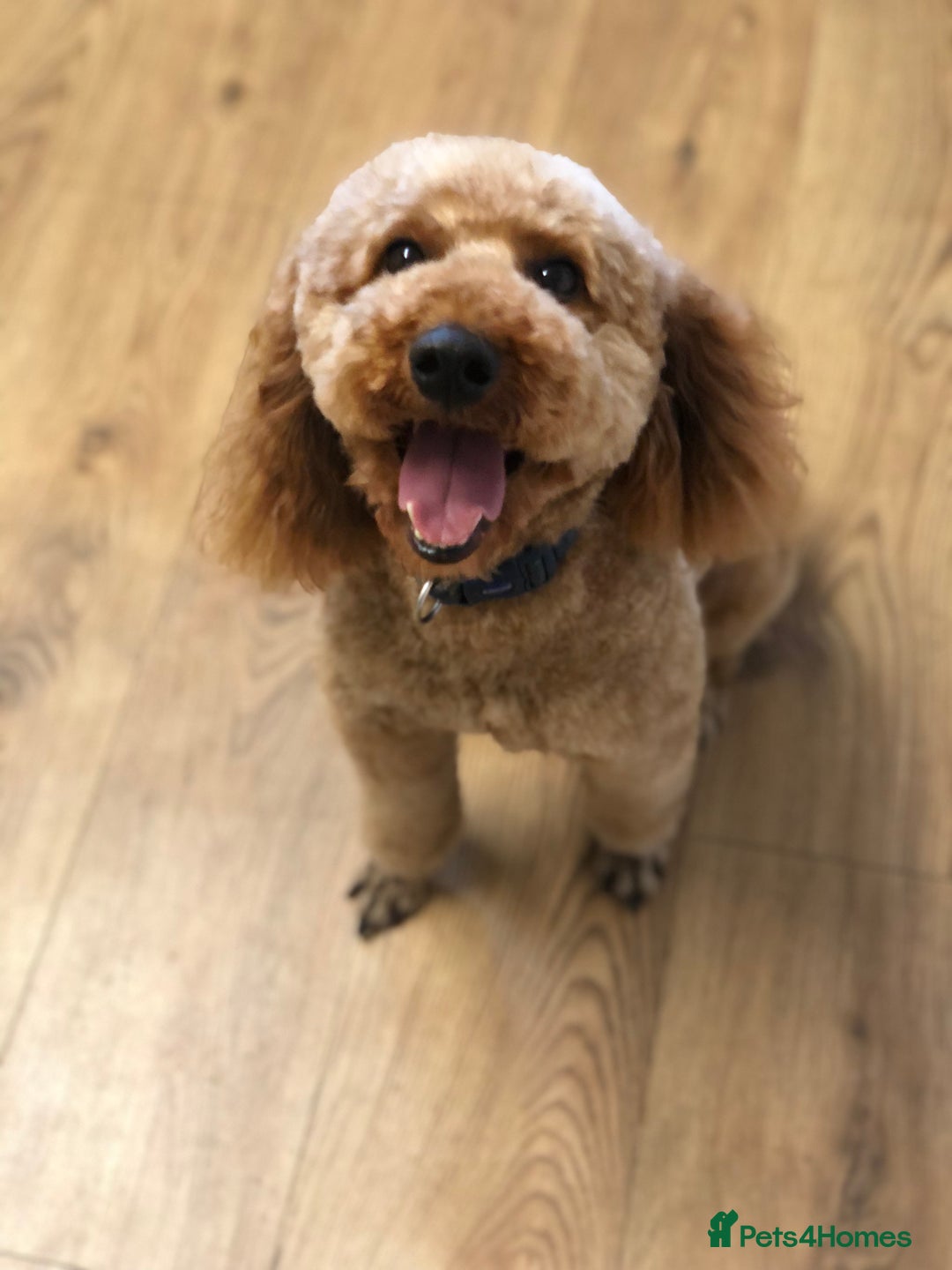 Miniature Poodle dogs for stud: RED MINIATURE POODLE KC EXTENSIVE HEALTH TESTED in Woodbridge - Advert 2