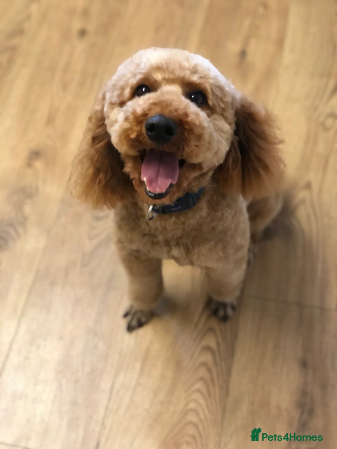Miniature Poodle dogs for stud: RED MINIATURE POODLE KC EXTENSIVE HEALTH TESTED in Woodbridge - Advert 2