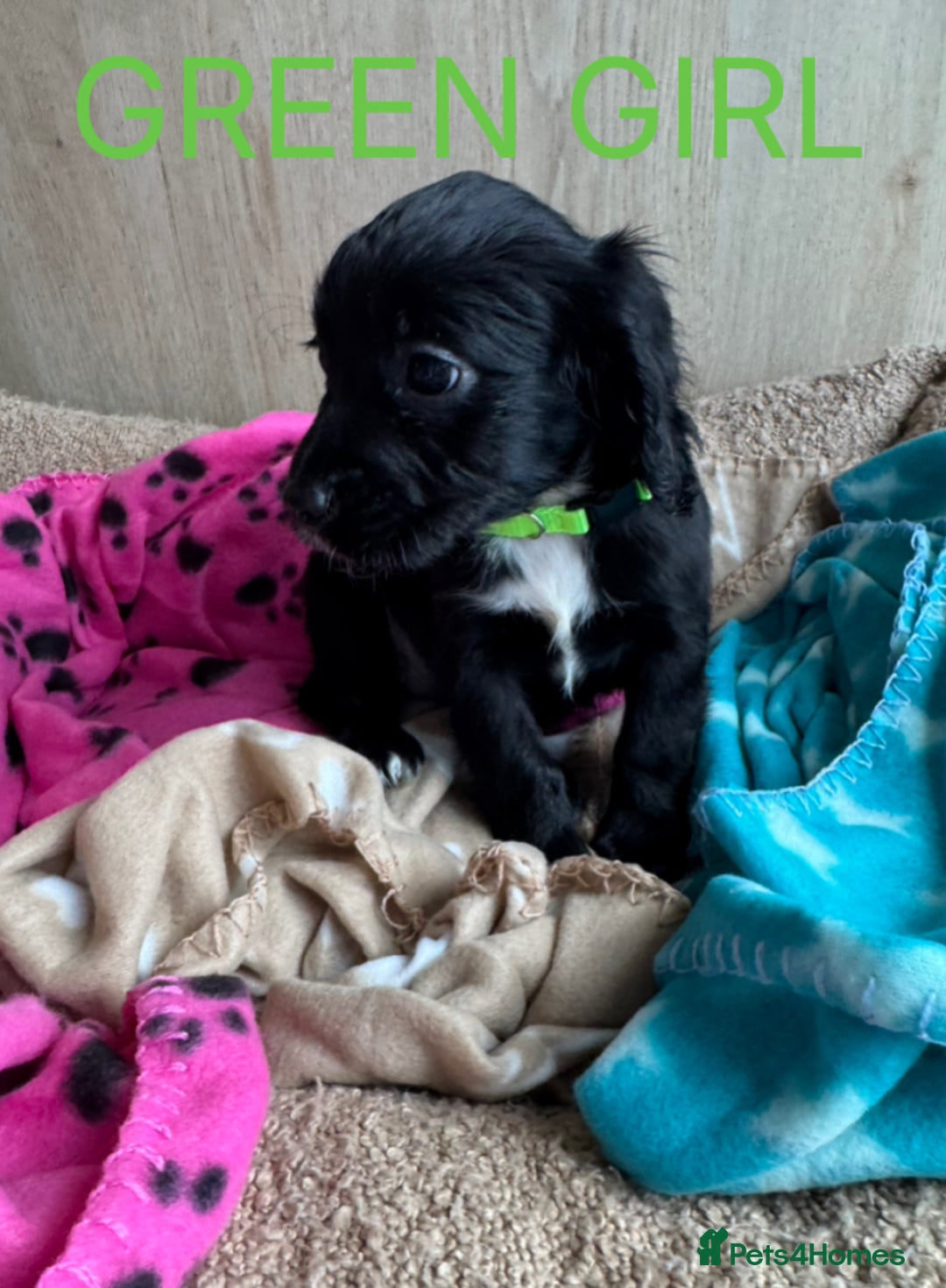 Cocker Spaniel dogs for sale: 5 beautiful kc working cocker spaniels  - Image 6