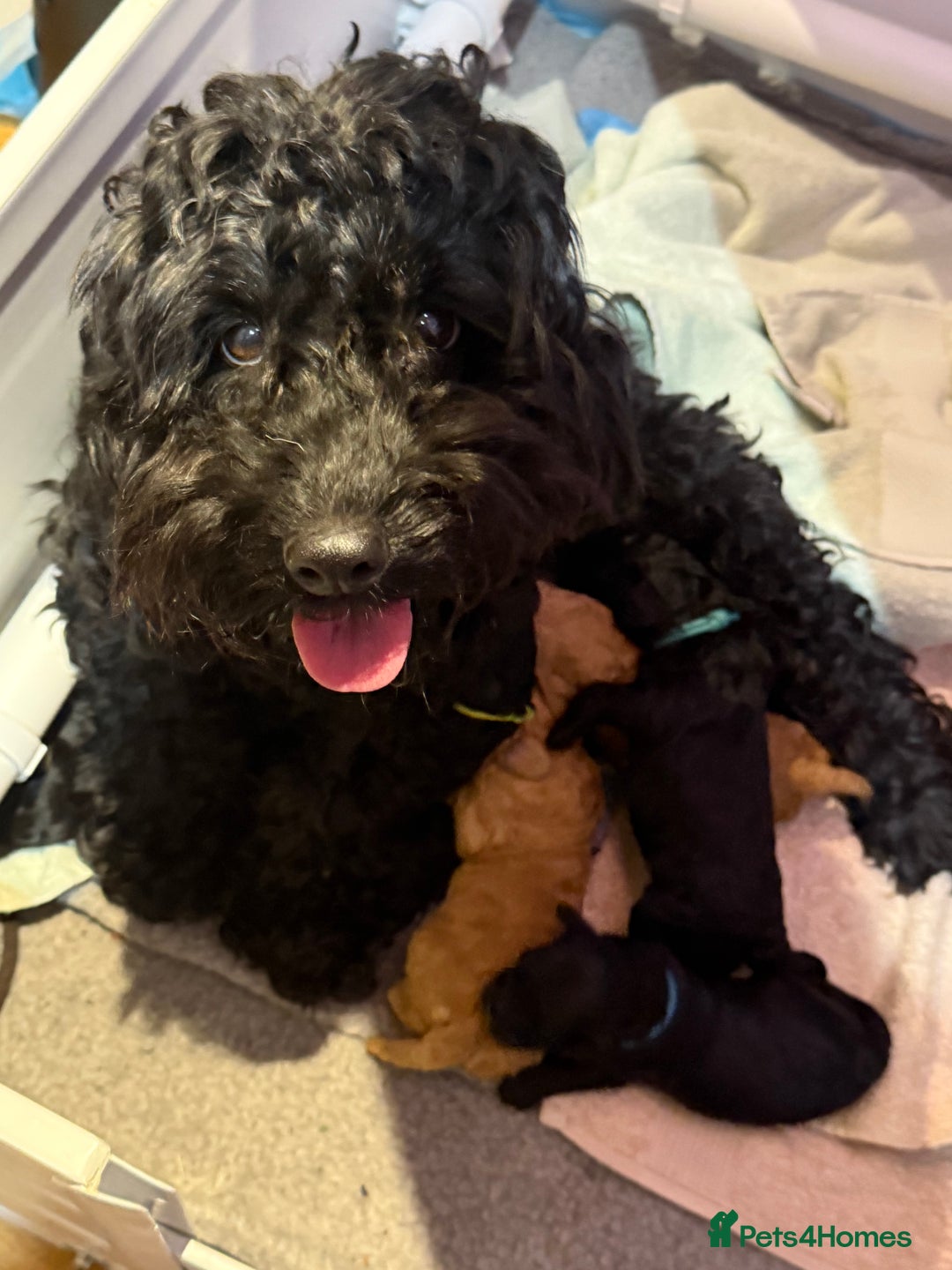 Cockapoo dogs for sale: F1 Cockapoo's - Image 3