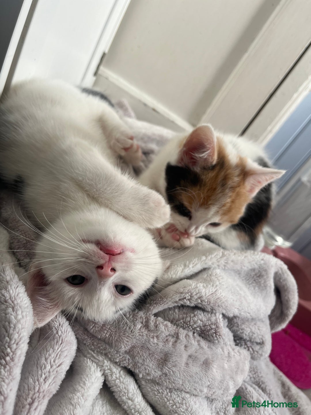 Mixed Breed cats for sale: 4 beautiful kittens 😻 - Advert 12