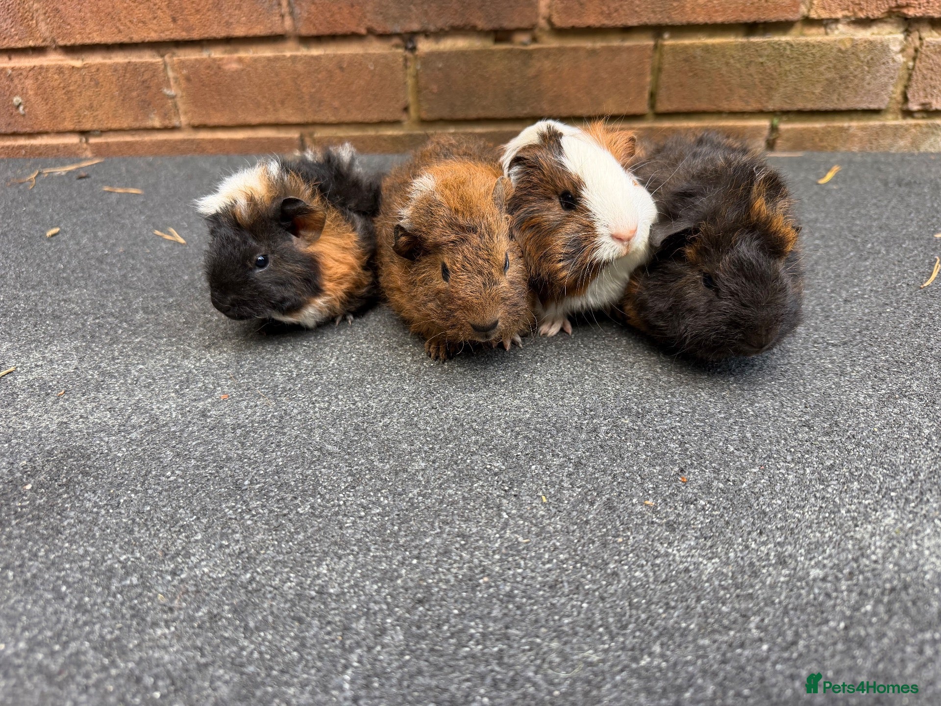 Guinea Pig rodents Beautiful Baby  Guinea pigs  - Advert 1