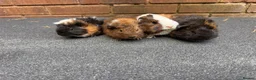 Guinea Pig rodents for sale: Beautiful Baby  Guinea pigs  - Advert 1