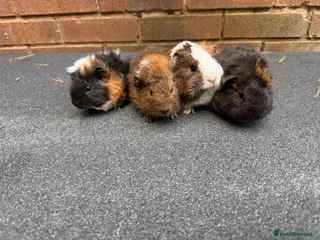 Guinea Pig rodents Beautiful Baby Guinea pigs - Advert 1