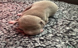 Italian Greyhound dogs for sale: 1 KC reg boy available  - Image 2