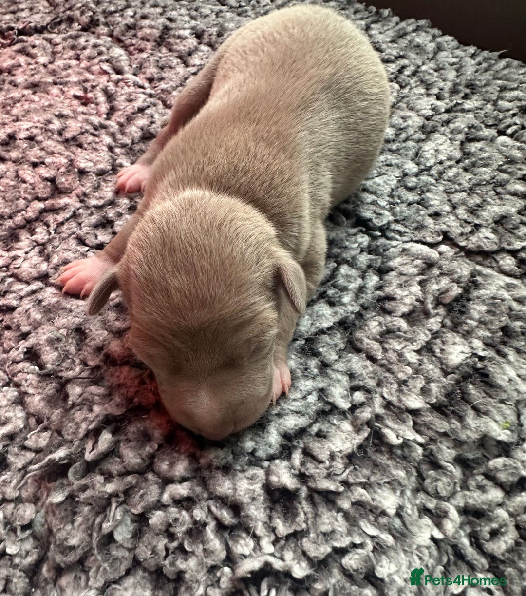 Italian Greyhound dogs for sale: 1 KC reg boy available  - Image 2